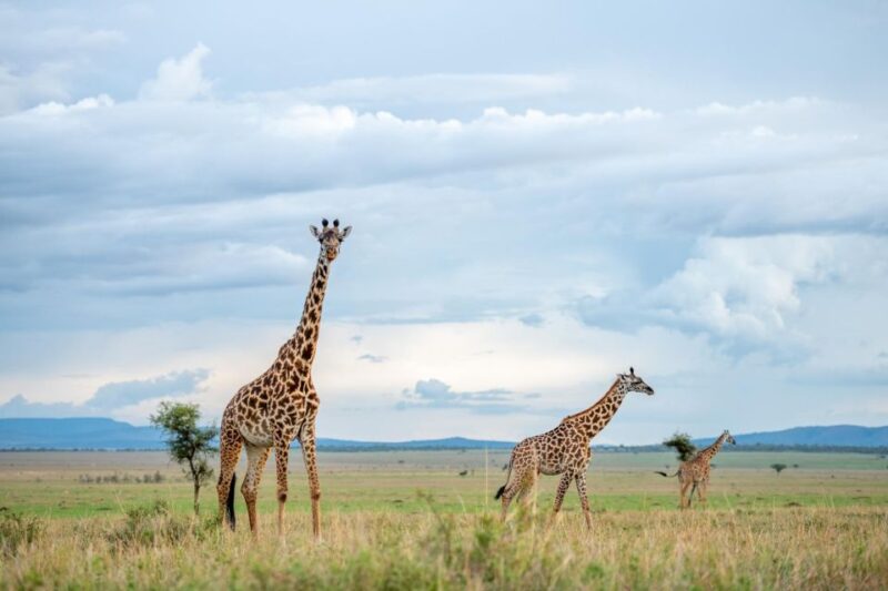 Private Full Day Safari Adventure in Addo National Park - Key Points