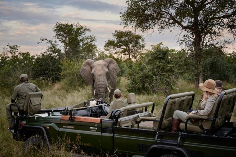 Private Full Day Safari Adventure in Addo National Park - Detailed Itinerary of the Day