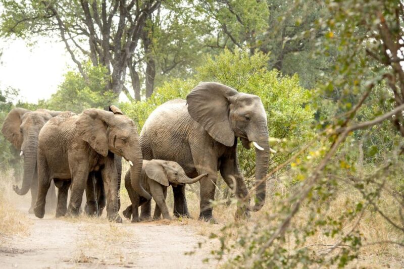 Private Full Day Safari Adventure in Addo National Park - Inclusions and What to Expect