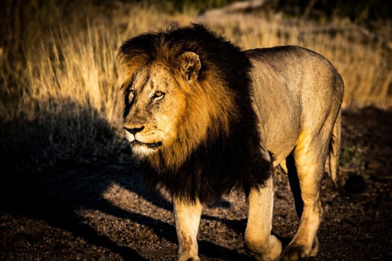 Private Full Day Safari Adventure in Addo National Park - Flexible Itinerary and Wildlife Sightings