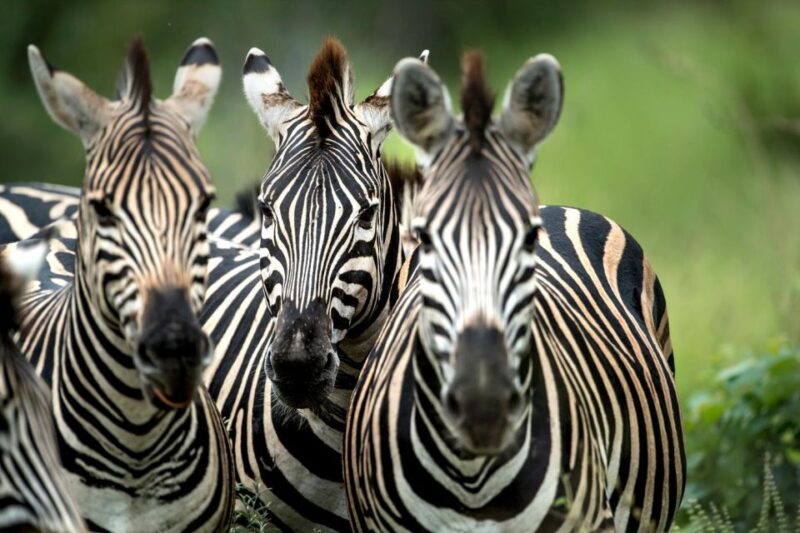 Private Full Day Safari Adventure in Addo National Park - Transfers From Port Elizabeth