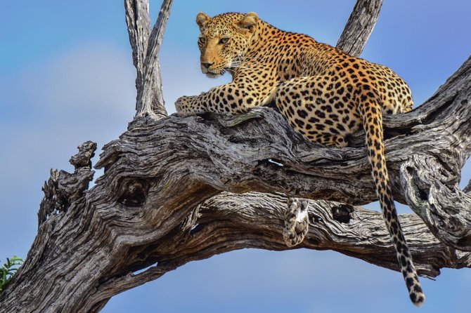 Private Full Day Safari L Kruger National Park From Hazyview or Skukuza - Booking Restrictions and Requirements