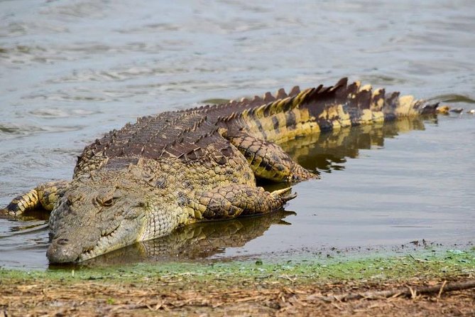Private Full Day Safari L Kruger National Park From Hazyview or Skukuza - Hotel Pickup and Drop-off