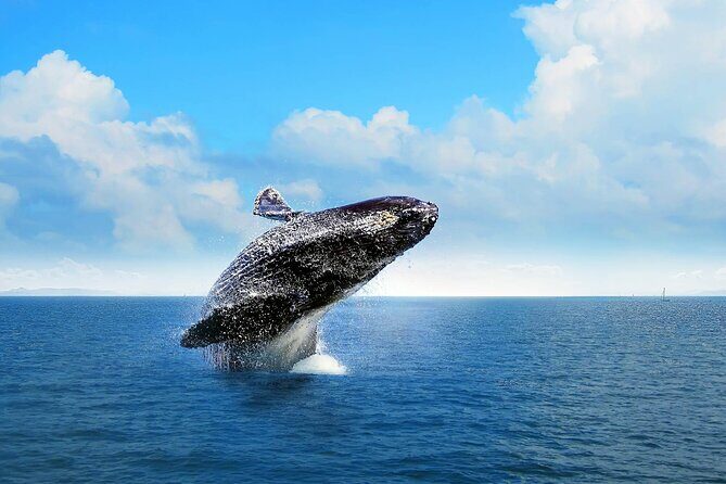 Private Full-Day Samaná Whale Watching Tour from Punta Cana - Key Points