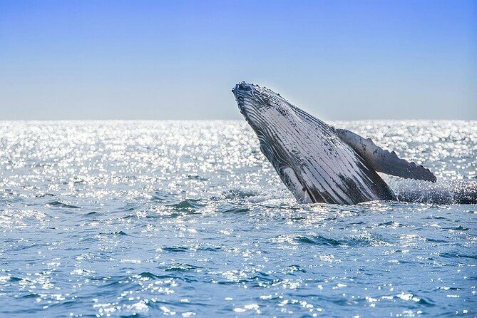 Private Full-Day Samaná Whale Watching Tour from Punta Cana - Practical Considerations