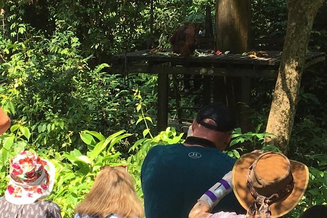 Private Full Day Sepilok Orang Utan, Bornean Sun Bear and Rainforest Discovery Center Tour - Tour Overview