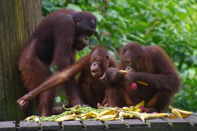 Private Full Day Sepilok Orang Utan, Bornean Sun Bear and Rainforest Discovery Center Tour - Transportation and Logistics