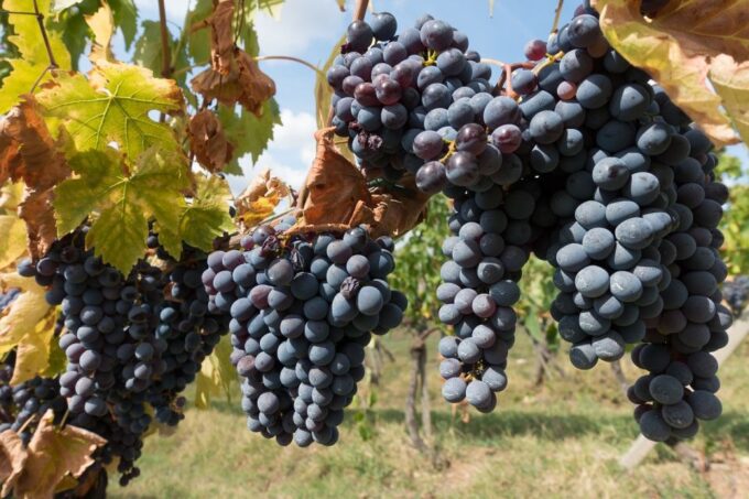 Private Full-Day Siena and Chianti Classico Wine Experience - Policies and Restrictions