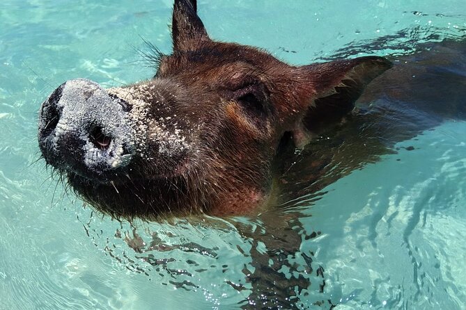 Private Full Day Surf and Turf Swimming Pigs and Fishing - About Your Stay