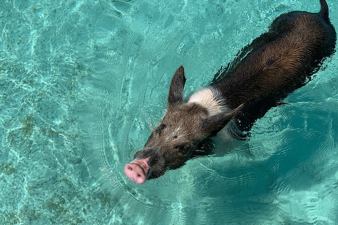 Private Full Day Surf and Turf Swimming Pigs and Fishing - Important Details and Considerations