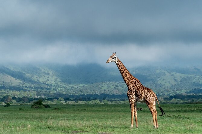 Private Full-Day Tour Akagera Game Drive - Operating Hours
