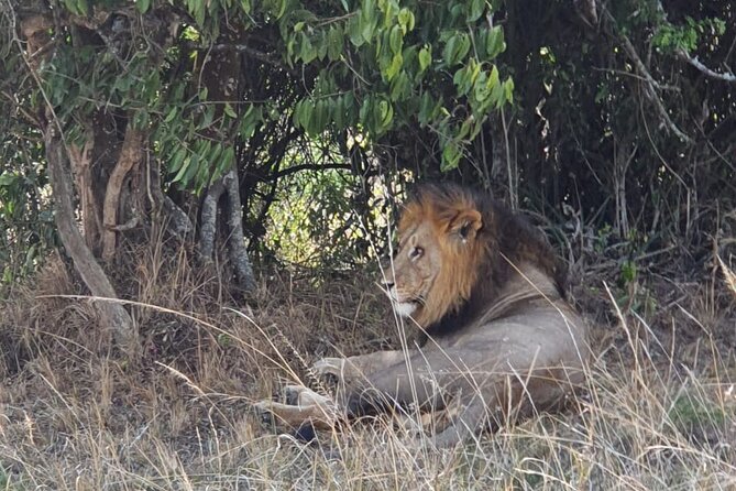 Private Full-Day Tour Akagera Game Drive - Accessibility & Additional Info