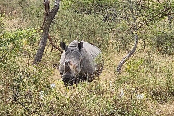 Private Full-Day Tour Akagera Game Drive - What to Expect