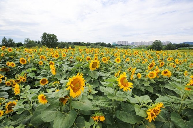 Private Full Day Tour Anseong Farm Land With Gwangmyeong Cave - Exploring Anseong Farm Land