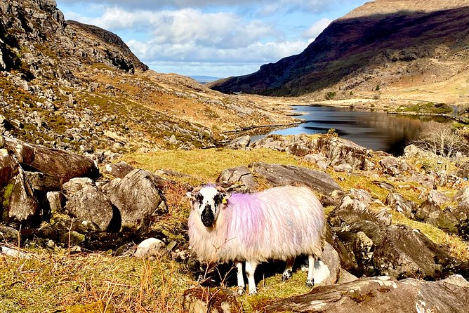 Private Full Day Tour From Killarney - Ring of Kerry/Skellig - Charming Villages