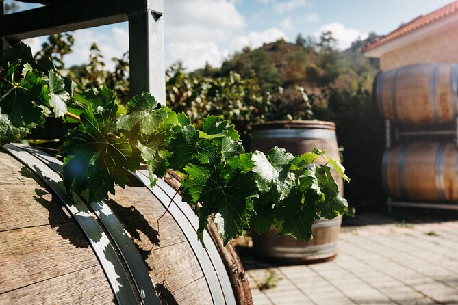 Private Full-Day Tour in Lanarca With a Visit to a Winery - Key Points