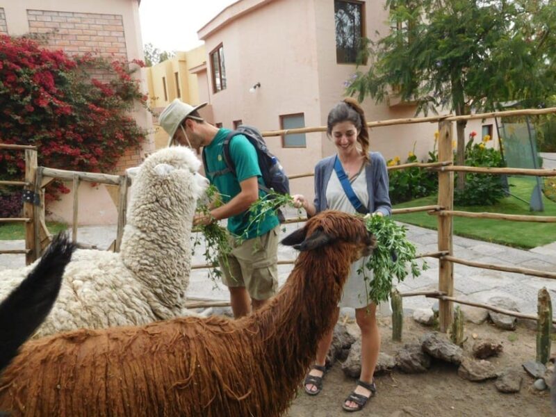 Private Full-Day Tour of Arequipa With Airport Pickup - Monastery of Santa Catalina
