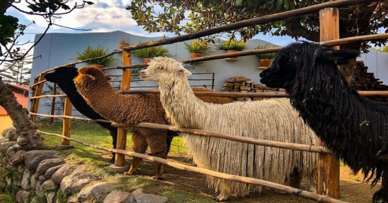 Private Full-Day Tour of Arequipa With Airport Pickup - Mundo Alpaca Arequipa