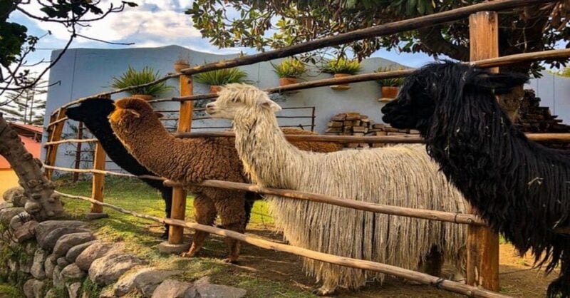 Private Full-Day Tour of Arequipa With Airport Pickup - Monastery of Santa Catalina