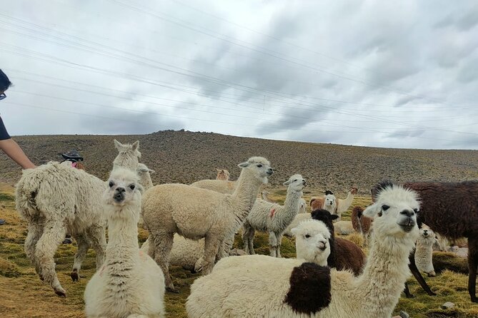 Private Full Day Tour of Ruta Del Sol From Puno to Cusco - Transportation and Amenities