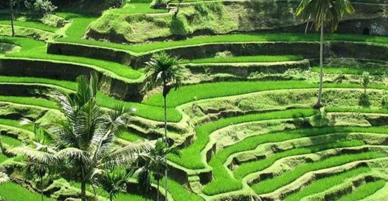 Private Full Day Tour of Ubud Highlights With Entry Ticket - Key Points