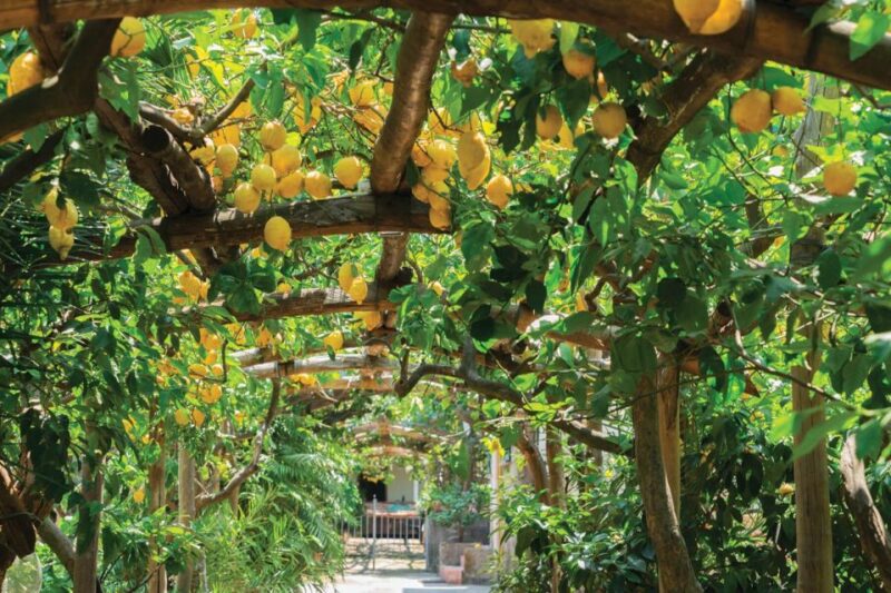 Private Full Day Tour Sorrento Coast and Herculaneum by Van - Experience and Activities