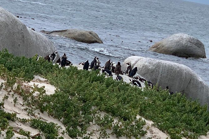 Private Full Day Tour To Cape Point, Penguins With Table Mountain. - Key Points