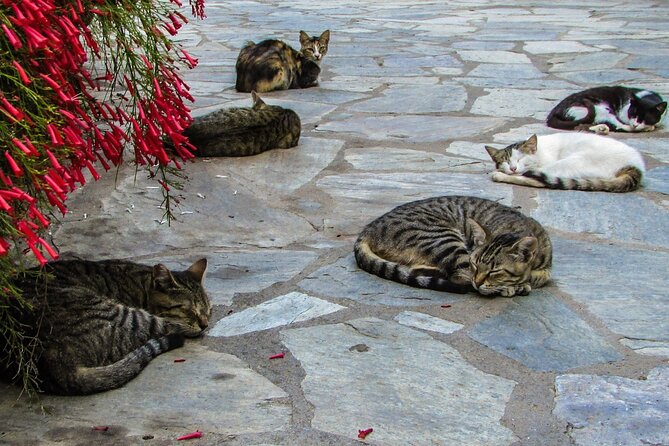 Private Full-Day Tour to Cyprus Monasteries - Inclusions and Exclusions