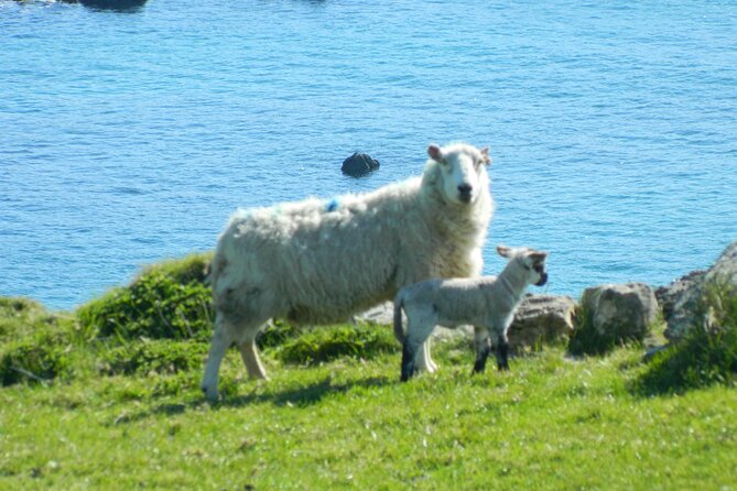 Private Full-Day Tour to Dingle and Slea Head - Pickup and Accessibility Details