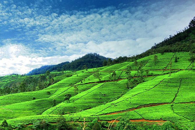 Private Full Day Tour to Nuwara Eliya From Kandy - Ramboda Viewpoint and Waterfall