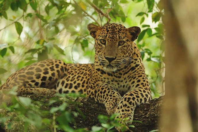 Private Full Day Tour to Wilpattu National Park From Colombo - Transportation Details