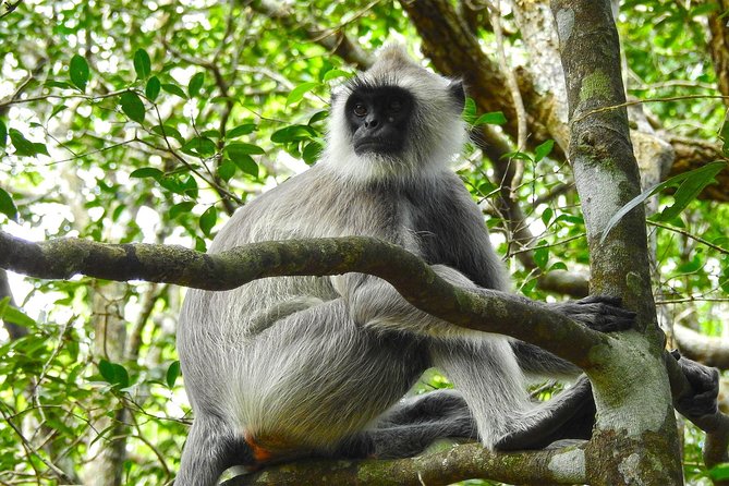 Private Full Day Tour to Wilpattu National Park From Colombo - Customer Reviews