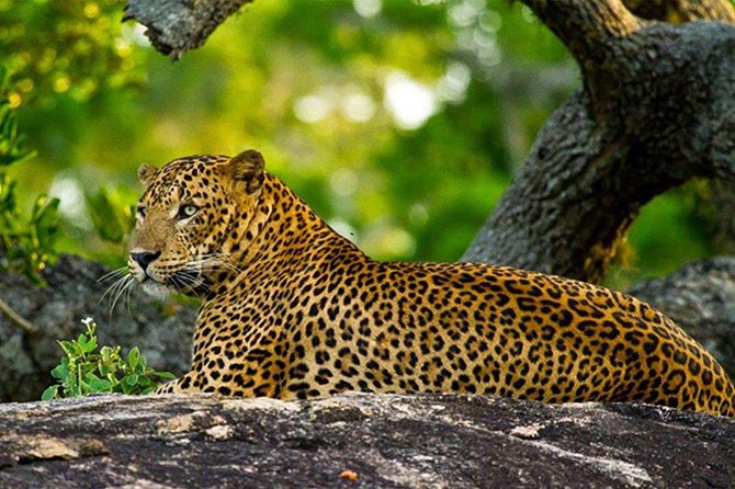 Private Full Day Tour to Wilpattu National Park From Colombo - About Classical Lanka Tours
