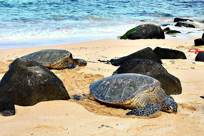 Private Full Day Town and Country Tour of Oahu - Customizing the Tour Experience