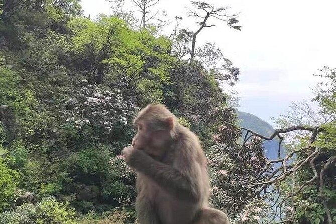 Private Full-day Trip: Leshan Giant Buddha&Emeishan Scenic Resort - Reviews Summary