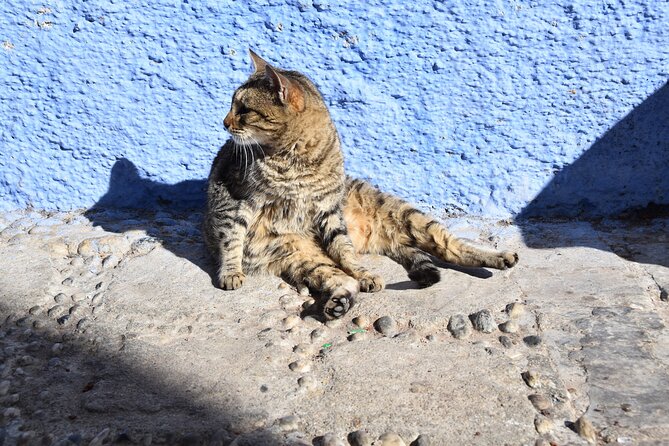 Private Full Day Trip To Chefchaouen From Fez - Duration and Itinerary