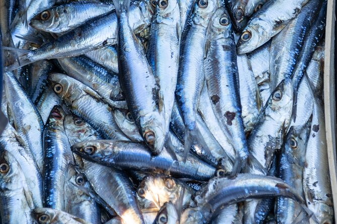 Private Full-Day Tuna Fishing in Tortoreto - Equipment and Gear Provided