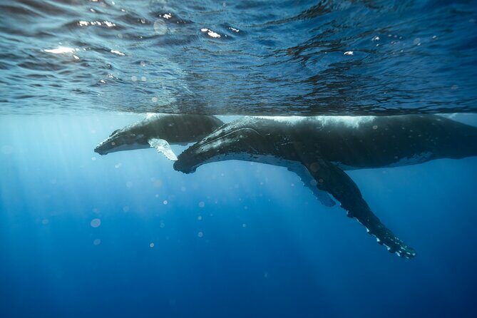 Private full day whale watching tour with lunch - Key Points