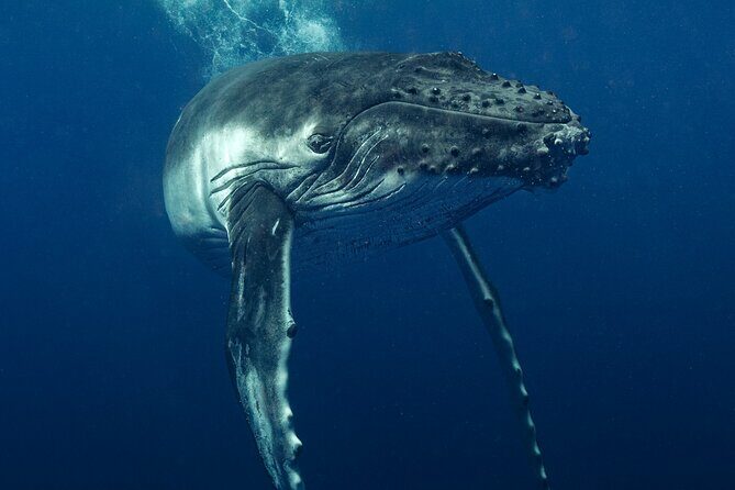 Private full day whale watching tour with lunch - The Practicalities