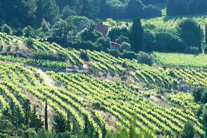 Private Full Day Wine Tour in Provence - Wine Region Exploration