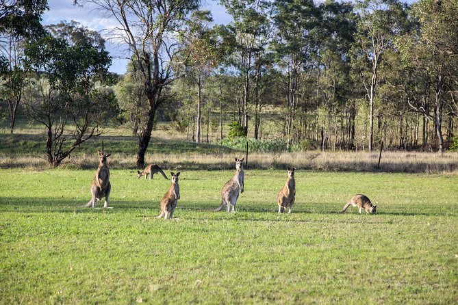 Private Full-Day Wine Tour in the Hunter Valley - Personalized Experience