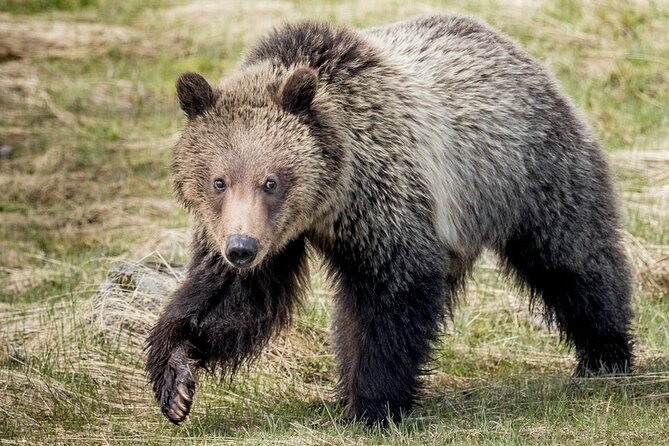 Private Full-Day Yellowstone National Park Tour - Professional Guide Services