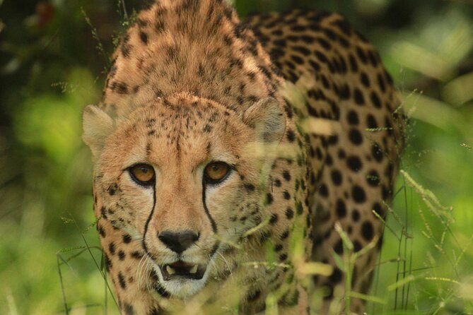 Private Game Drive Safari in Hoedspruit - Experiencing the Big Five