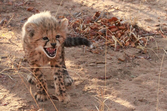 Private Game Drive Safari in Hoedspruit - Morning Safari Delights