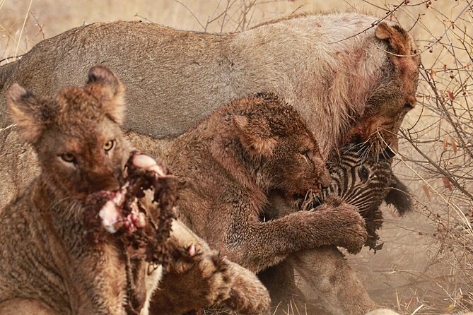 Private Game Drive Safari in Hoedspruit - Sunset Safari Ambiance