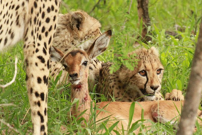 Private Game Drive Safari in Hoedspruit - Convenient Pick-up and Drop-off