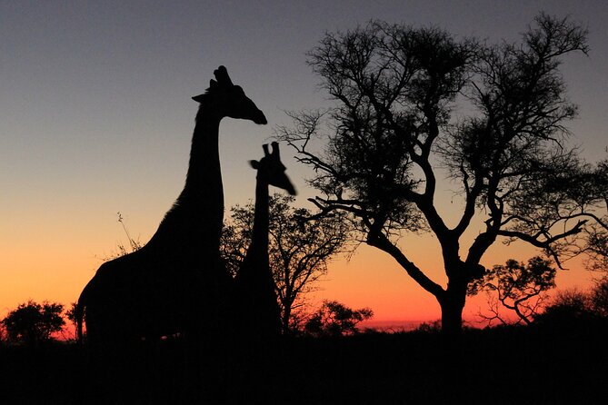 Private Game Drive Safari in Hoedspruit - Important Requirements and Policies