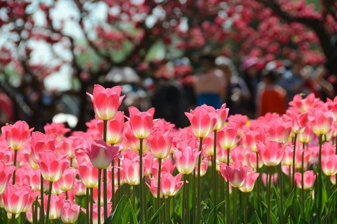 Private Garden Tour: The Summer Palace and Beijing Botanical Garden - Pickup and Accessibility