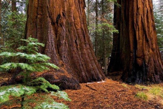 Private Giant Sequoia Grove Hike - Majestic Giant Sequoia Trees