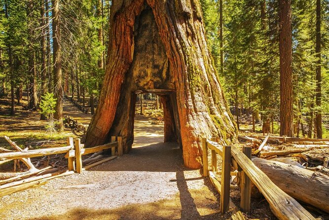 Private Giant Sequoia Grove Hike - Key Points